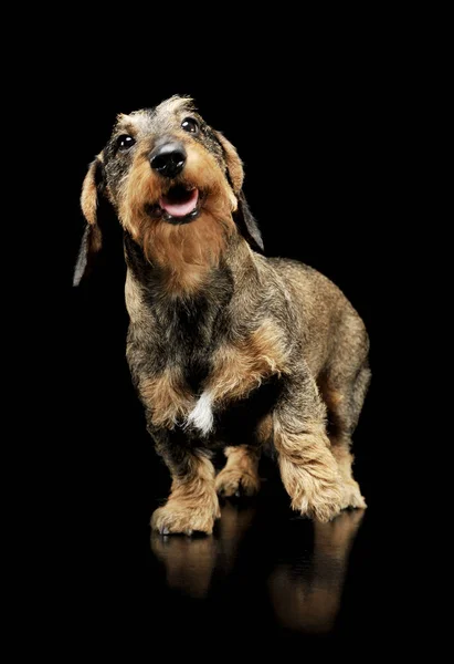 Studio shot of an adorable wire-haired Dachshund standing and looking up curiously — Zdjęcie stockowe