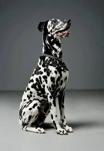 Studio shot of an adorable Dalmatian dog sitting and looking up curiously — 스톡 사진