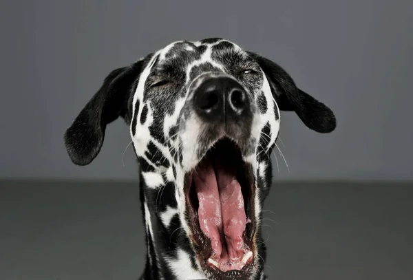 Portrait of an adorable Dalmatian dog yawning with closed eyes - isolated on grey background