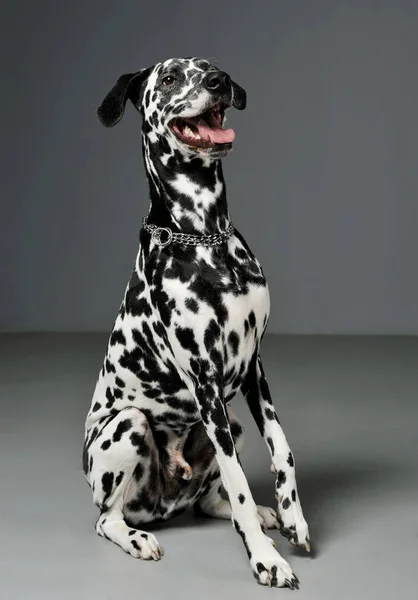 Studio shot of an adorable Dalmatian dog sitting and looking satisfied — Stockfoto