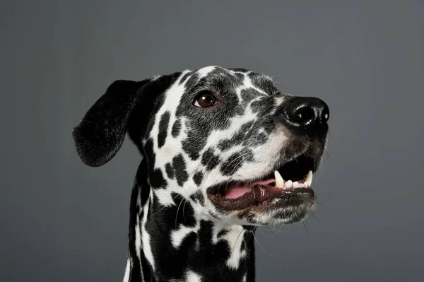 Portrait of an adorable Dalmatian dog looking looking up curiously - isolated on grey background. — Φωτογραφία Αρχείου