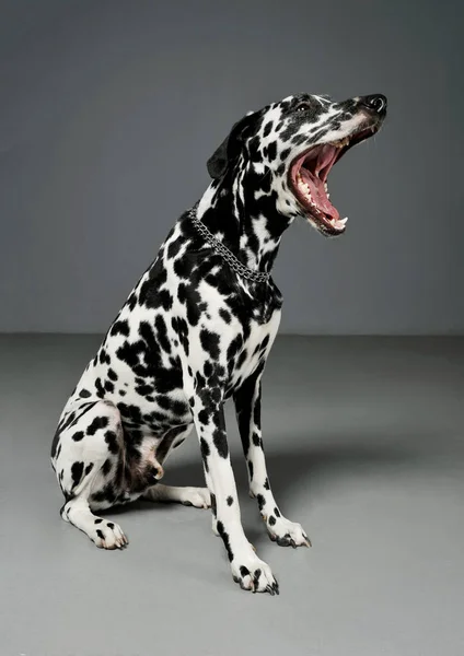 Studio shot of an adorable Dalmatian dog sitting with open mouth and looking scary — 스톡 사진