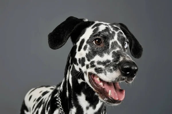 Retrato de un adorable perro dálmata con ojos de diferentes colores mirando curiosamente — Foto de Stock