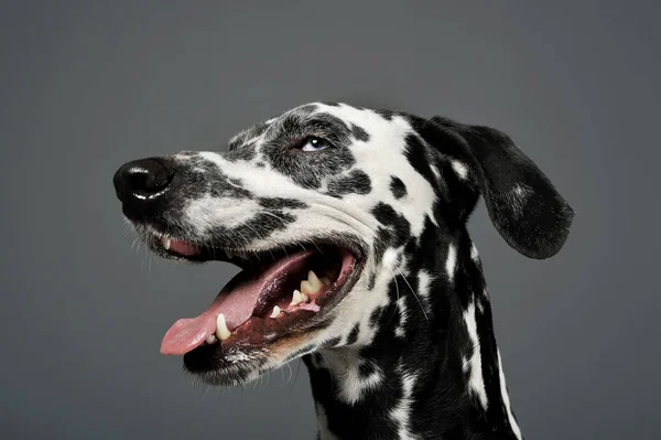 Portrait of an adorable Dalmatian looking satisfied - isolated on grey background — Φωτογραφία Αρχείου