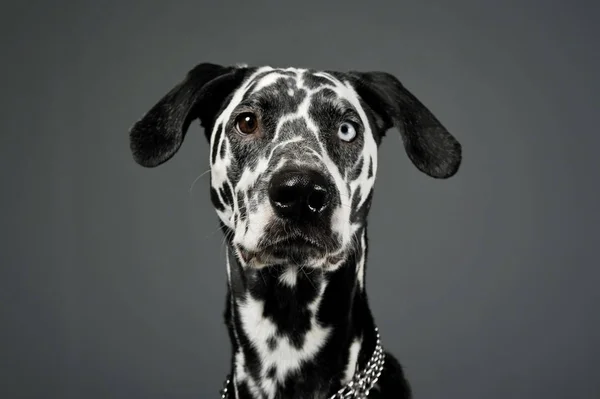 Portrait of an adorable Dalmatian dog with different colored eyes looking curiously at the camera — Stock Photo, Image