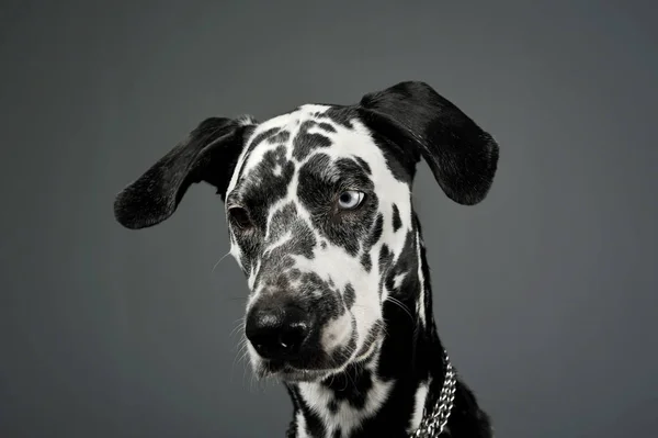 Portrait of an adorable Dalmatian dog with different colored eyes looking down sadly — Stock Photo, Image