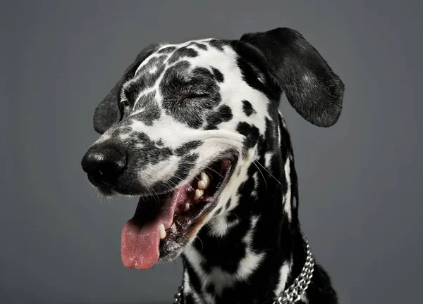 Portrait of an adorable Dalmatian with closed eyes looking satisfied - isolated on grey background — Stockfoto