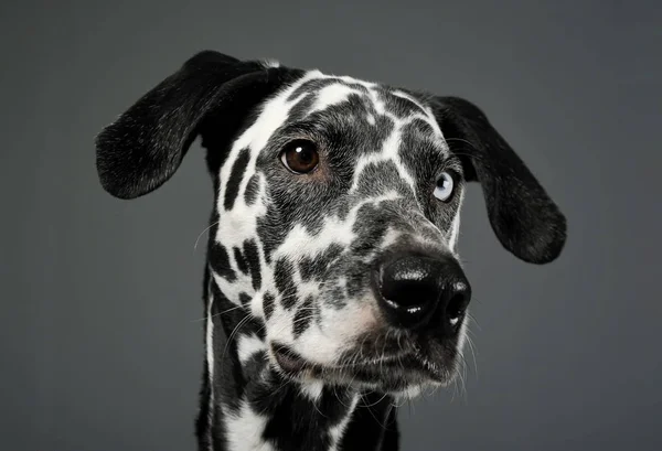 Portrait of an adorable Dalmatian dog with different colored eyes looking curiously — Φωτογραφία Αρχείου