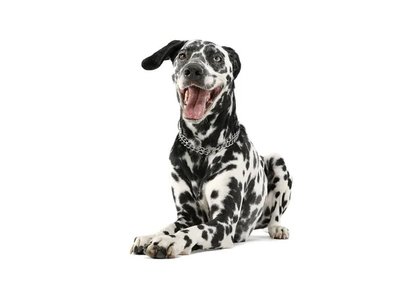 Captura de estudio de un adorable perro dálmata con ojos de diferentes colores tumbado y mirando satisfecho — Foto de Stock