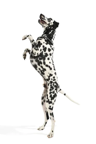 Studio shot of an adorable Dalmatian dog standing on hind legs and looking curiously — 图库照片