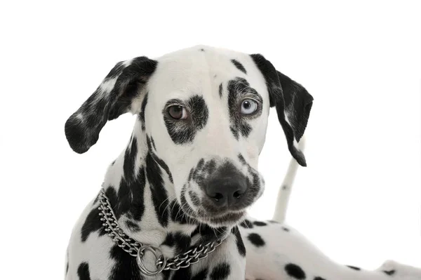 Portrait of an adorable Dalmatian dog with different colored eyes looking curiously at the camera — 스톡 사진