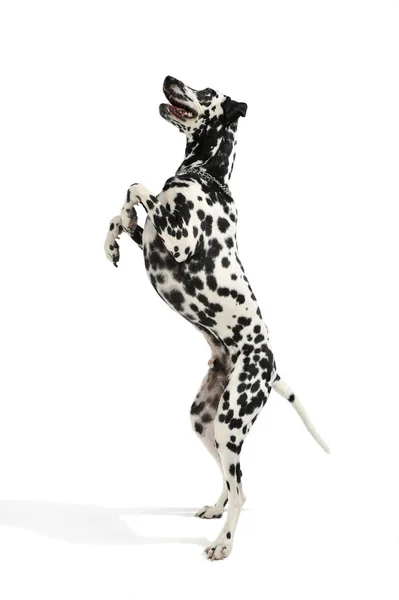 Studio shot of an adorable Dalmatian dog standing on hind legs and looking curiously — 图库照片