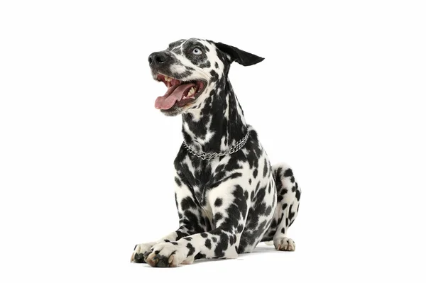 Studio shot of an adorable Dalmatian dog lying and looking satisfied — 스톡 사진