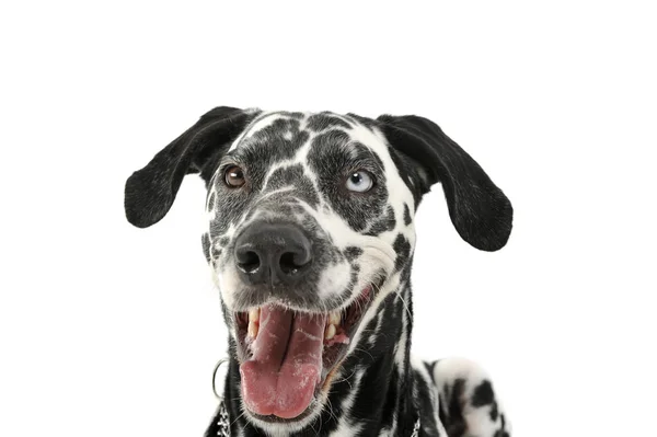 Retrato de un adorable perro dálmata con ojos de diferentes colores que parecen satisfechos — Foto de Stock