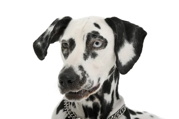 Portrait of an adorable Dalmatian dog with different colored eyes looking curiously — Stock Photo, Image