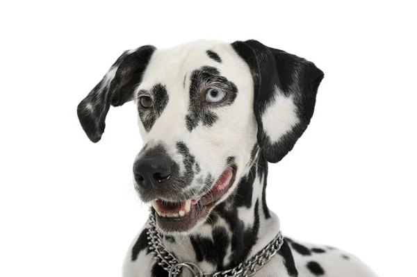 Portrait of an adorable Dalmatian dog with different colored eyes looking curiously — Stockfoto