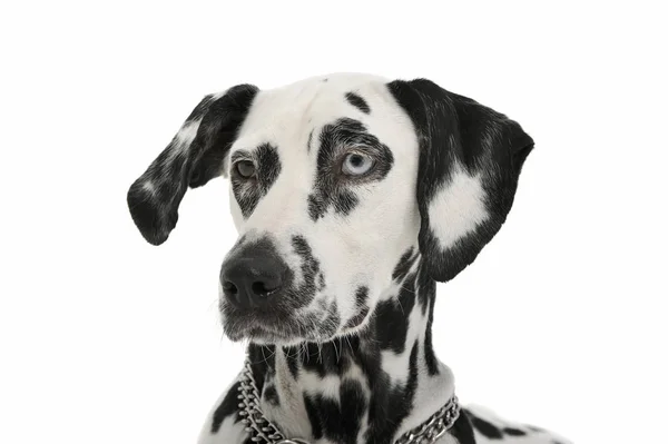 Portrait of an adorable Dalmatian dog with different colored eyes looking curiously — Stock Photo, Image