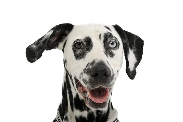 Portrait of an adorable Dalmatian dog with different colored eyes looking curiously at the camera — 스톡 사진