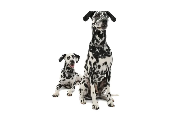 Studio shot of two adorable Dalmatian dog looking curiously - isolated on white background — стокове фото