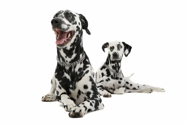 Studio shot of two adorable Dalmatian dog lying and looking curiously — стокове фото