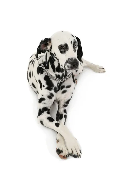 Studio shot of an adorable Dalmatian dog with different colored eyes lying and looking curiously — стокове фото