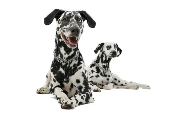 Studio shot of two adorable Dalmatian dog lying and looking curiously at the camera — Stockfoto