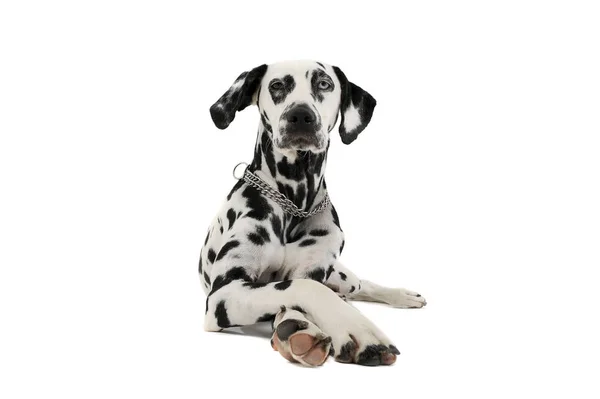 Studio shot of an adorable Dalmatian dog with different colored eyes lying and looking curiously at the camera — 스톡 사진