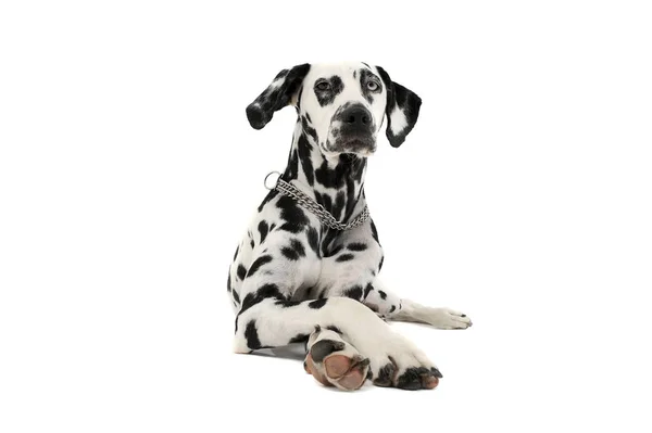 Studio shot of an adorable Dalmatian dog with different colored eyes lying and looking curiously at the camera — 스톡 사진