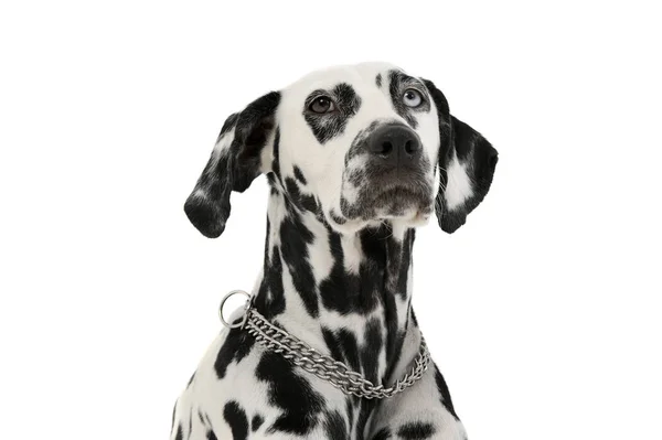 Portrait of an adorable Dalmatian dog with different colored eyes looking up curiously — Φωτογραφία Αρχείου