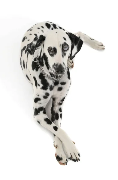 Studio shot of an adorable Dalmatian dog with different colored eyes lying and looking curiously at the camera — Stockfoto