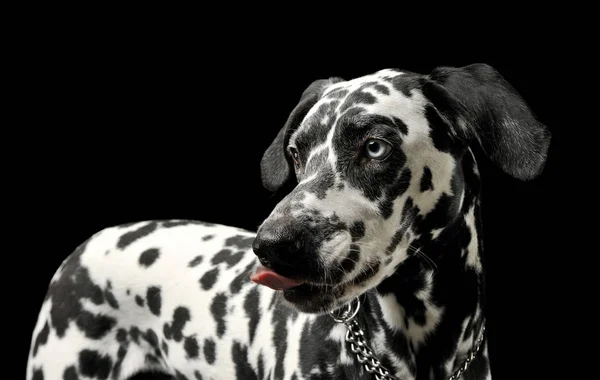 Portrait of an adorable Dalmatian dog standing and licking his lips — Stockfoto