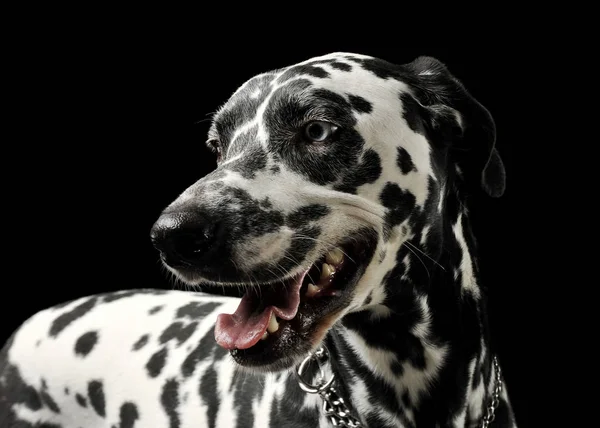 Retrato de un adorable perro dálmata de pie y mirando satisfecho — Foto de Stock