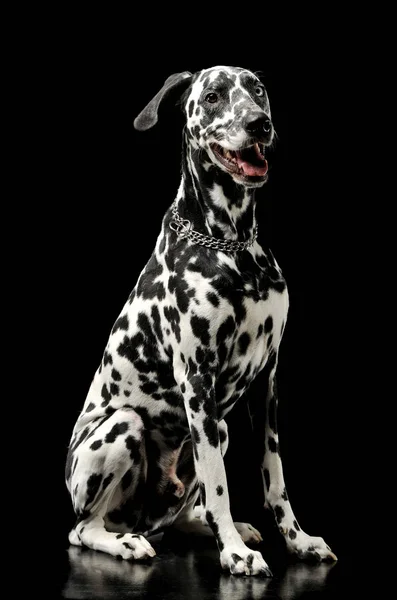 Studio shot of an adorable Dalmatian dog sitting and looking satisfied — 스톡 사진