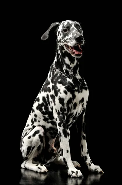 Studio girato di un adorabile cane dalmata seduto e dall'aspetto soddisfatto — Foto Stock