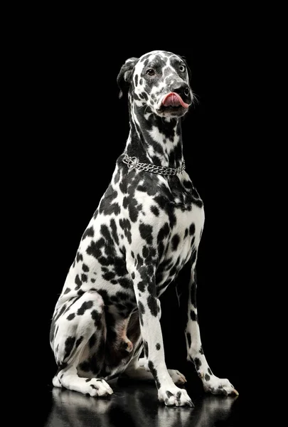 Studio shot of an adorable Dalmatian dog with different colored eyes sitting and licking his lips — Stockfoto