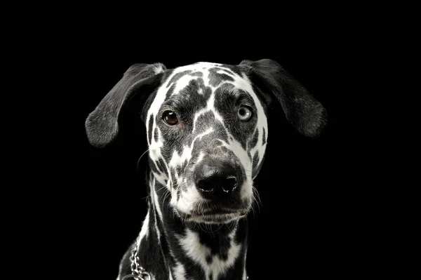 Portrait of an adorable Dalmatian dog with different colored eyes looking curiously at the camera — Stock Photo, Image