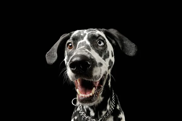 Портрет очаровательной далматинской собаки с разными цветными глазами, выглядящей довольной — стоковое фото