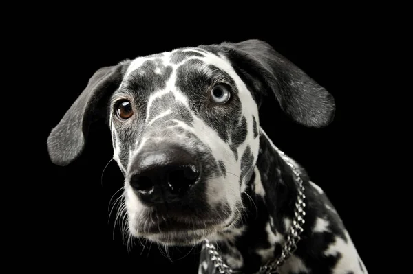 Retrato de un adorable perro dálmata con ojos de diferentes colores mirando curiosamente a la cámara — Foto de Stock