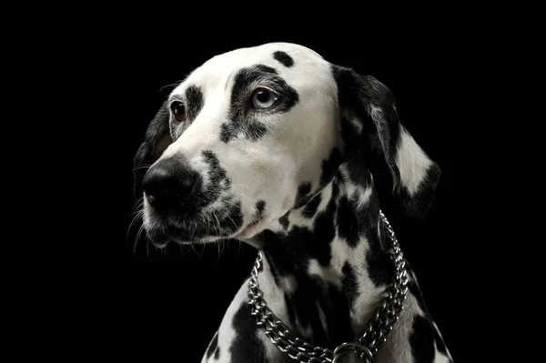 Portrait of an adorable Dalmatian dog with different colored eyes looking curiously — Stock Photo, Image