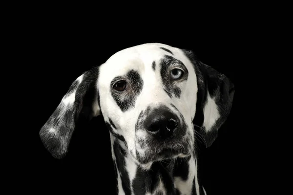 Portrait of an adorable Dalmatian dog with different colored eyes looking curiously at the camera — Φωτογραφία Αρχείου