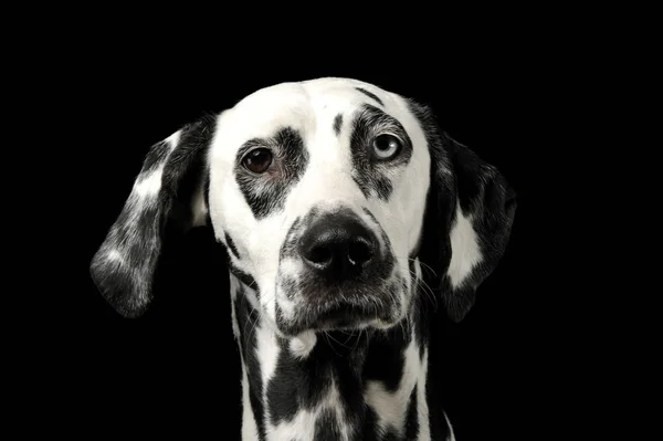 Портрет очаровательной далматинской собаки с разными цветными глазами, с любопытством смотрящей в камеру — стоковое фото