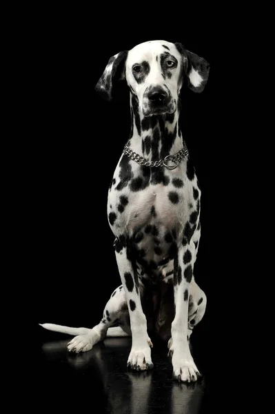 Studio shot of an adorable Dalmatian dog with different colored eyes sitting and looking curiously at the camera — 스톡 사진