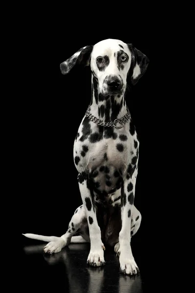Studio shot of an adorable Dalmatian dog with different colored eyes sitting and looking curiously at the camera — Stockfoto