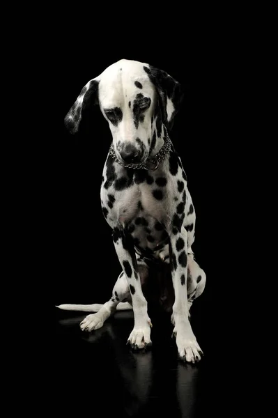 Studio shot of an adorable Dalmatian dog sitting and looking sad — Stockfoto