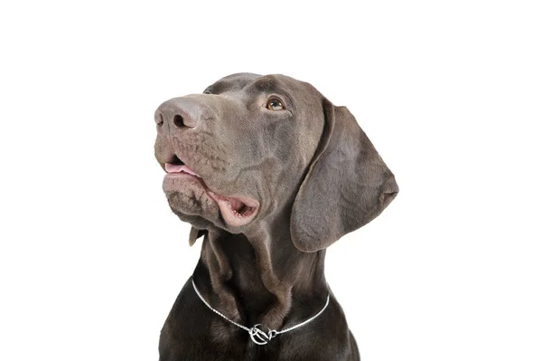 Portrait of an adorable Deutsch Kurzhaar looking up curiously - isolated on white background — Φωτογραφία Αρχείου