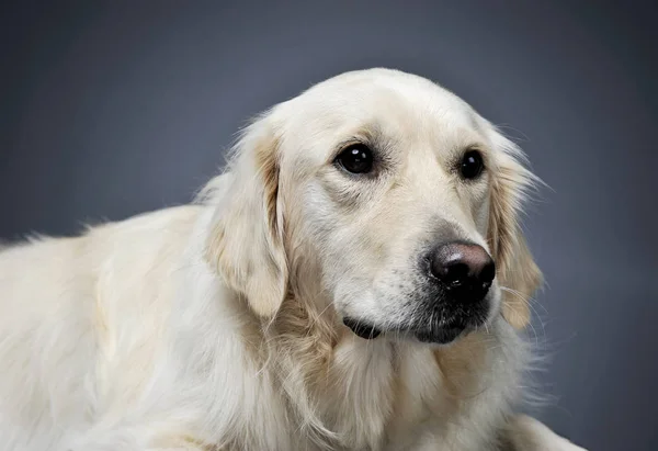 Portré egy imádnivaló Golden retriever néz furcsán - elszigetelt kék háttér — Stock Fotó