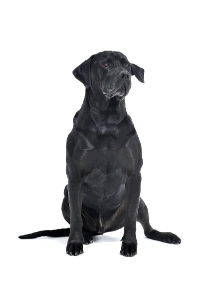 Studio shot of an adorable Labrador retriever sitting and looking curiously — 스톡 사진