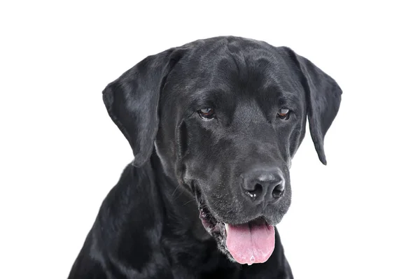 Portrait of an adorable Labrador retriever looking satisfied - isolated on white background — 스톡 사진