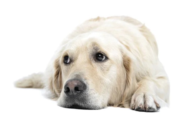 Studio shot of an adorable Golden retriever lying and looking sad — Stock Photo, Image