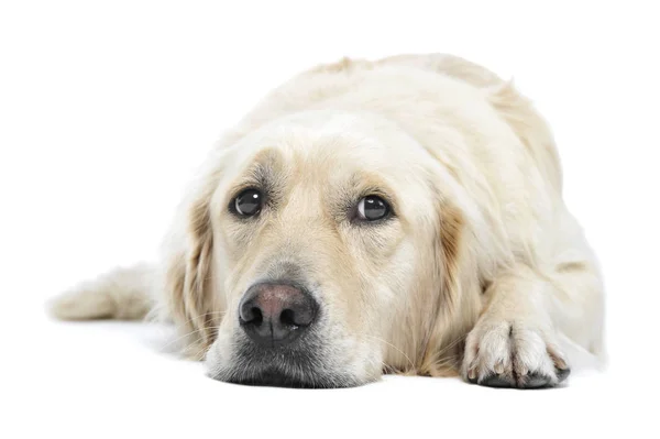 Güzel bir Golden Retriever 'ın atölye fotoğrafı. Yalan söylüyor ve üzgün görünüyor.